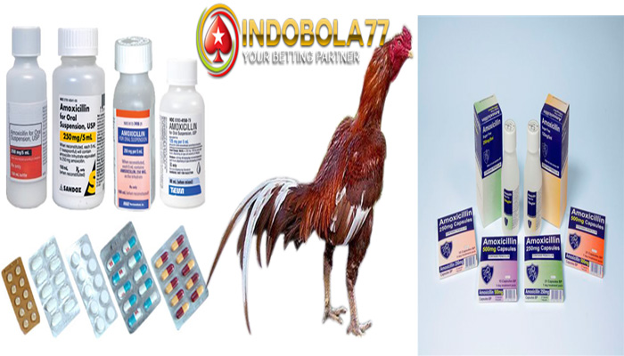 Manfaat Pemberian Amoxicillin untuk Ayam Bangkok Aduan